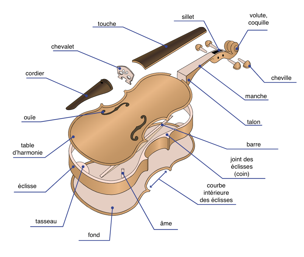 anatomie violon